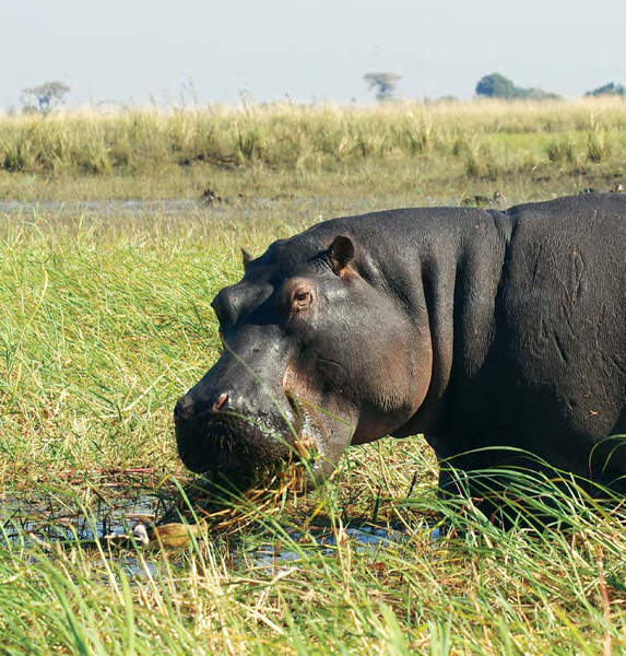 If hippos can not find enough vegetation to eat they will migrate as far as 24 - photo 18