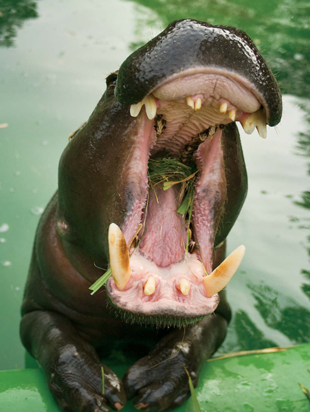 BIG MOUTH A hippo tears up plants with its mouth It moves the plants to the - photo 19