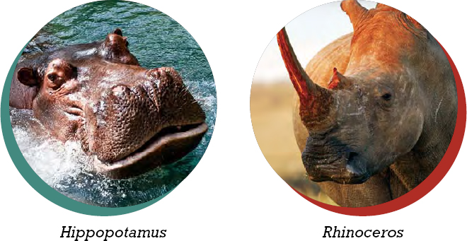 Hippos and rhinos are two of the heaviest animals that walk on planet Earth A - photo 4