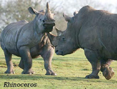 Chapter 2 Ancient Beasts Hippos and rhinos have lived on Earth for - photo 6