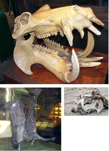 FUN FACT Ancient hippos were even larger than the hippos we know today The - photo 10