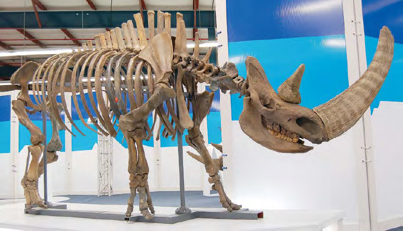 This skeleton of an ancient rhinoceros shows just how large its horn was - photo 12