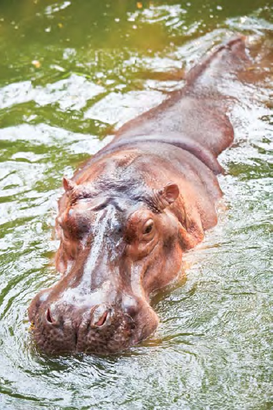 Hippos with their large bodies and tremendous jaws are some of the deadliest - photo 14