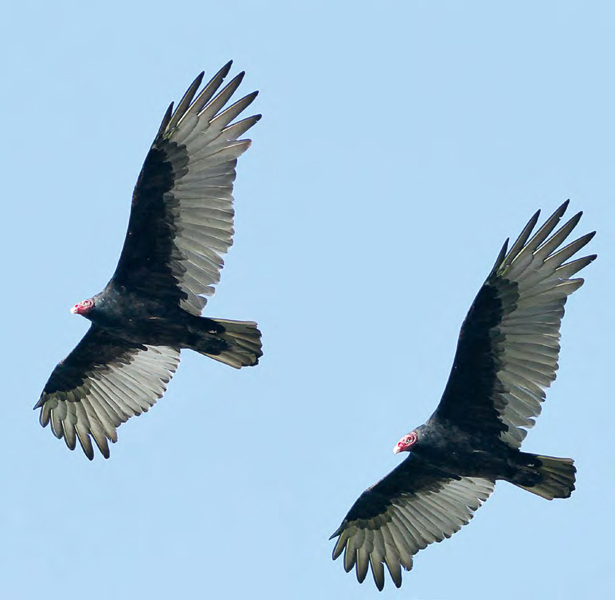 Vultures lay their eggs on the ground in the hollow of a fallen tree or in a - photo 13