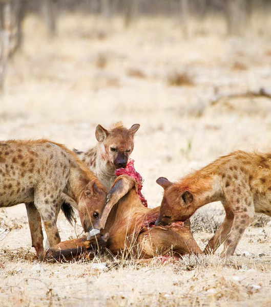 Hyenas have powerful jaws They can tear apart eat and digest parts of - photo 15