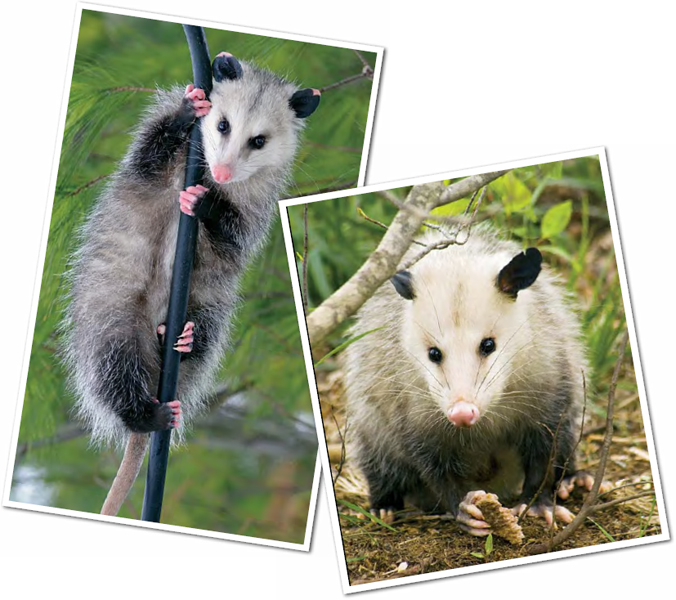 Opossums eat a variety of foods As scavengers they make meals of dead - photo 17