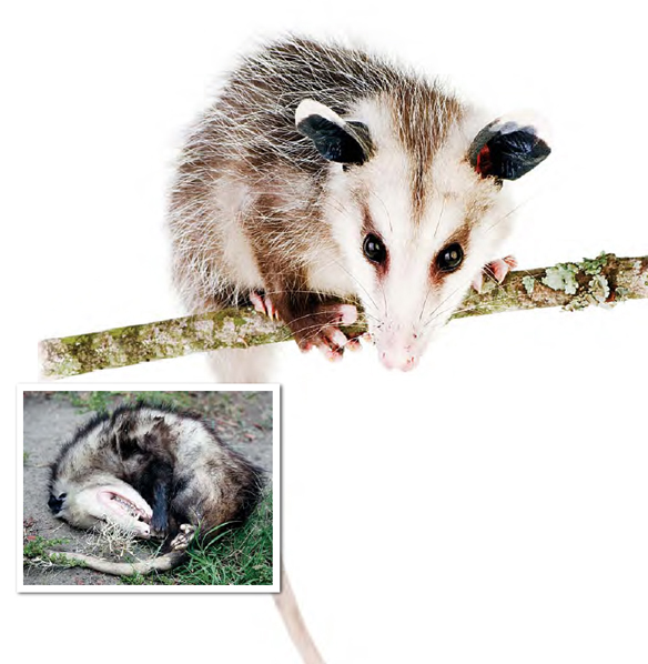 Playing Possum When an opossum feels threatened it curls up on its side and - photo 18