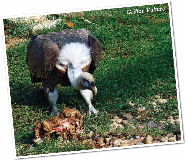 Vultures are scavengers They do not hunt and kill their own food Instead - photo 5