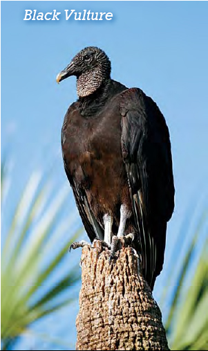 Vultures jackals and hyenas eat carrion Raccoons and opossums consume their - photo 8