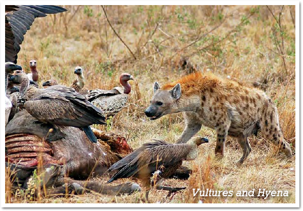 Vultures jackals and hyenas eat carrion Raccoons and opossums consume their - photo 9