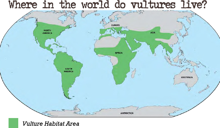 Vultures live in North America South America Europe Asia and Africa - photo 10