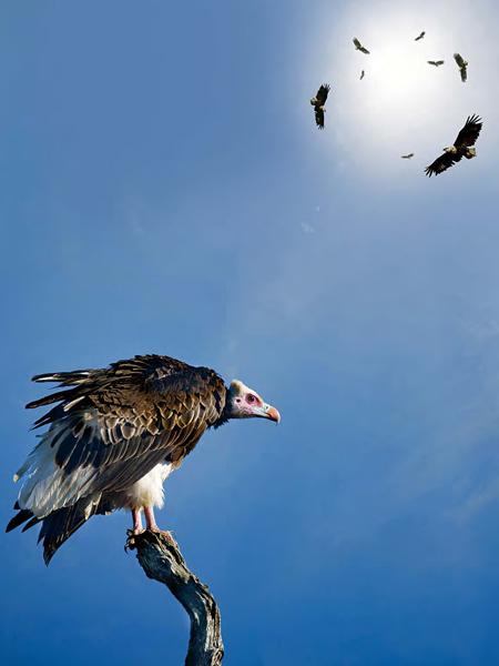 Why doesnt a vulture become sick from eating rotten meat The answer lies in - photo 11