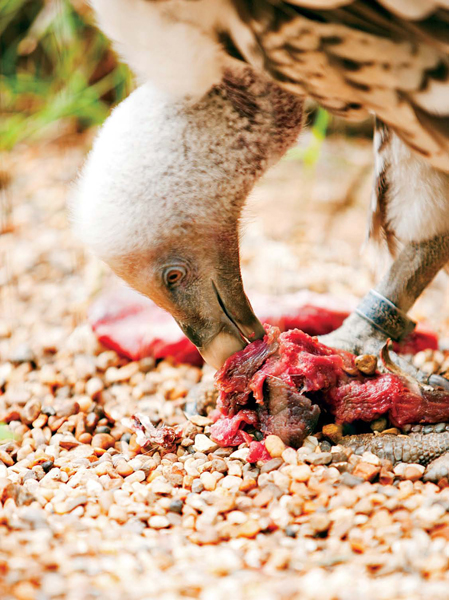 Vultures spend their flight time searching for food From thousands of feet in - photo 12