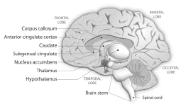 CHAPTER ONE Neuroeconomics BRAIN n An apparatus with which we think that - photo 4