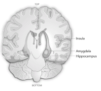 CHAPTER ONE Neuroeconomics BRAIN n An apparatus with which we think that - photo 5