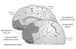 CHAPTER ONE Neuroeconomics BRAIN n An apparatus with which we think that - photo 6