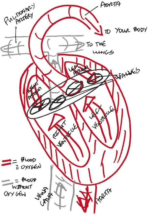 Their contraction slams the mitral and tricuspid valves shut and forces the - photo 3