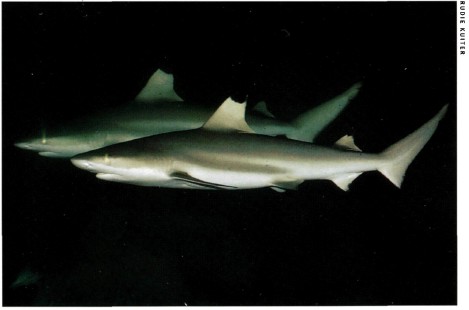 Silvertip Shark Carcharhinus albimarginatus Family Charcharhinidae This - photo 3