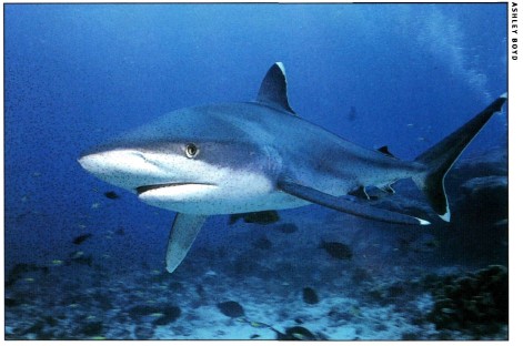 Scalloped Hammerhead Shark Sphyrna lewini Family Sphyrnidae The odd - photo 4