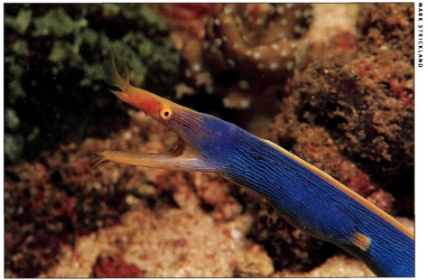 Giant Moray Gymnothorax javanicus Family Muraenidae There are dozens of - photo 7