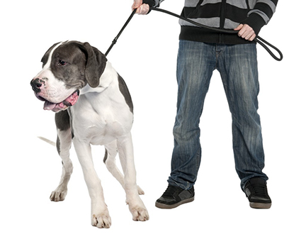 Its important that dog owners understand that basic dog obedience training - photo 4