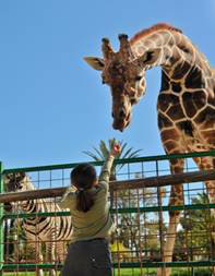 TheZoo Thereare places called zoos that keep animals in enclosed areas that - photo 2