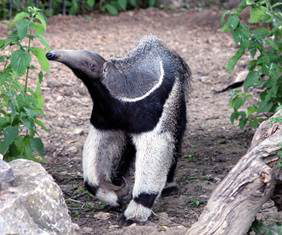 Anteater Anteaters are mammals thatare related to sloths There are three - photo 3