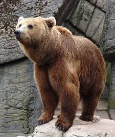 BrownBear The brown bear is a largemember of the bear family that has long - photo 4