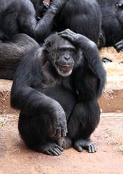 Chimpanzee The chimpanzee is a memberof the ape family and is the closet - photo 5