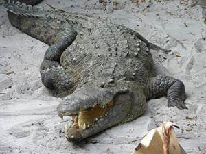 Alligator There are two species ofalligator the American alligator and the - photo 6