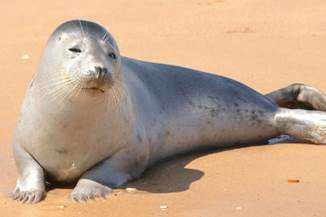 Seal Seals also called Pinnipedsare characterized as fin-footed marine - photo 7