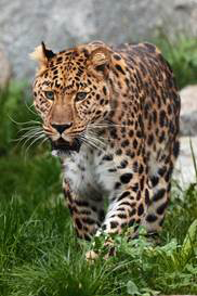 Leopard Leopards are the smallestfeline in the big cat family after the - photo 8