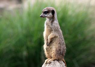 Meerkat The meerkat is a member ofthe mongoose family They are small - photo 9