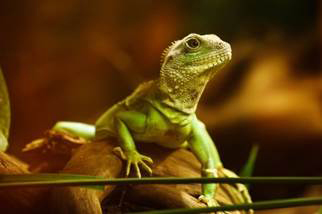 Chinese Water Dragon The Chinese Water Dragon isa popular zoo lizard and a - photo 10