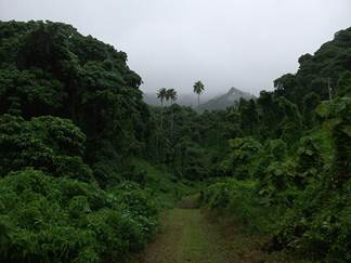 TheRainforest Ourplanet has regions called rainforests that are warm and wet - photo 2