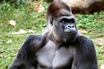 Gorilla The gorilla is the largestprimate on planet earth They are one of - photo 3