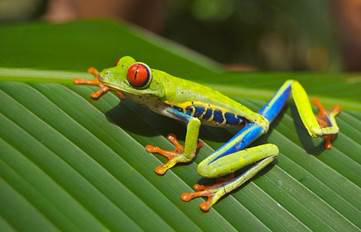 Red-eyedTree Frog Red-eyed Tree Frogs arebeautifully colored tiny frogs that - photo 4