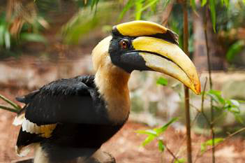 Hornbill The hornbill family of birdwhich includes about 55 species is - photo 5