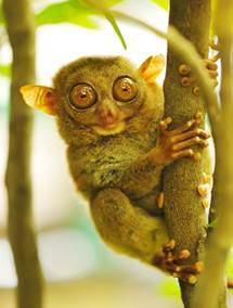 Tarsier The Tarsier is aunique-looking primate with enormous eyes and soft - photo 6