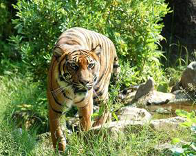 Bengal Tiger Bengal tigers are orange andblack-striped carnivores that are - photo 7