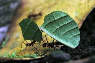 LeafcutterAnts There are 47 species ofleafcutter ants which cut and use - photo 8