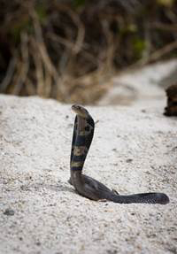 IndianCobra The Indian cobra alsocalled spectacled cobra is a poisonous - photo 9