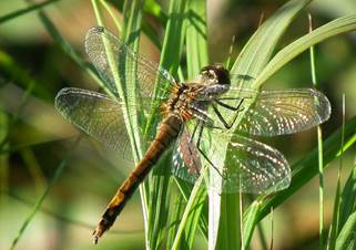 Dragonfly There are more than 5600species of dragonfly on earth that live - photo 10