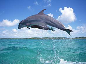 Dolphins Jumping Dolphins are considered oneof the most intelligent animals - photo 3