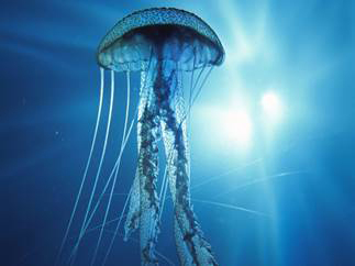 Jellyfish Ajellyfish is a very peculiar creature They get their name from - photo 4