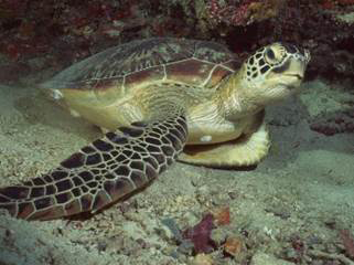 Sea Turtle Sea turtles live in all ofthe oceans on earth except for the - photo 5