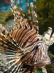 Lionfish This strange lookingcreature is called a lionfish The long spiny - photo 6