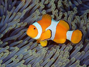 Clownfishand Sea Anemone Clownfish sometimes calledanemonefish dwell at the - photo 9