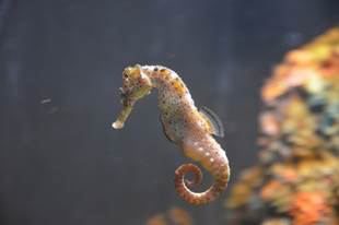 Seahorse Seahorses are smallcreatures with horse-shaped heads and necks They - photo 10