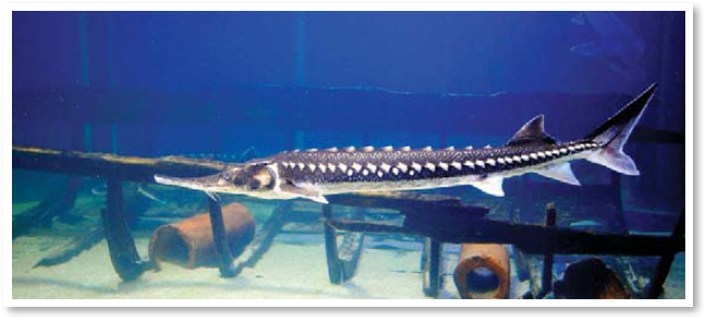 The largest fish in the Great Lakes is the lake sturgeon They are harder to - photo 21